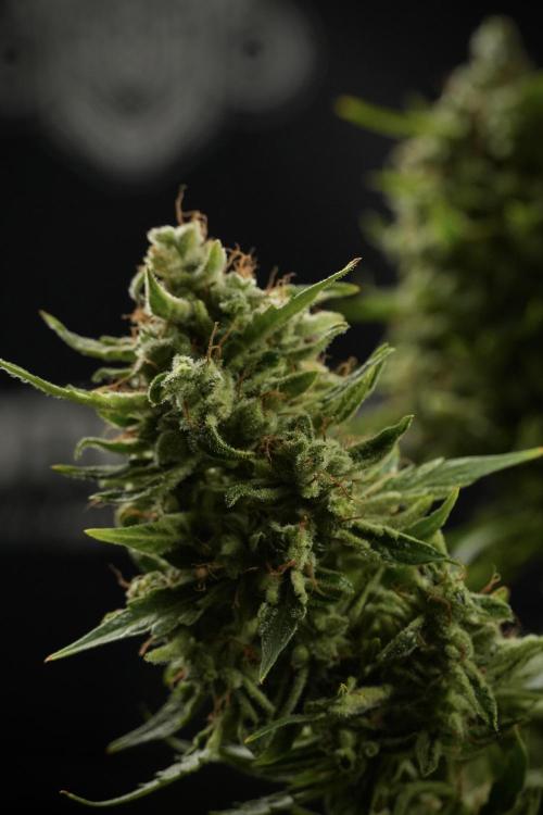 LSD Zamnesia Trippping. Week 14 - LSD the other one 
