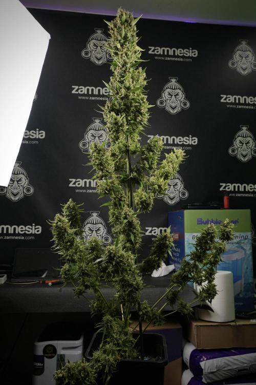 LSD Zamnesia Trippping. Week 14 - LSD the other one 