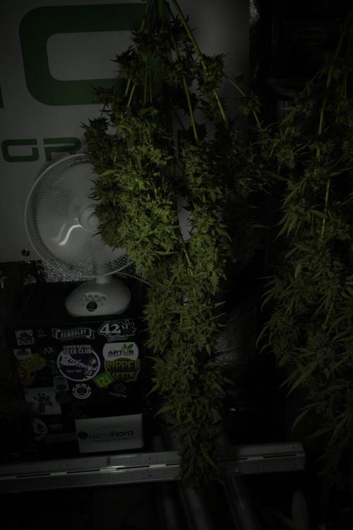 LSD Zamnesia Trippping. Week 14 - LSD the other one 
