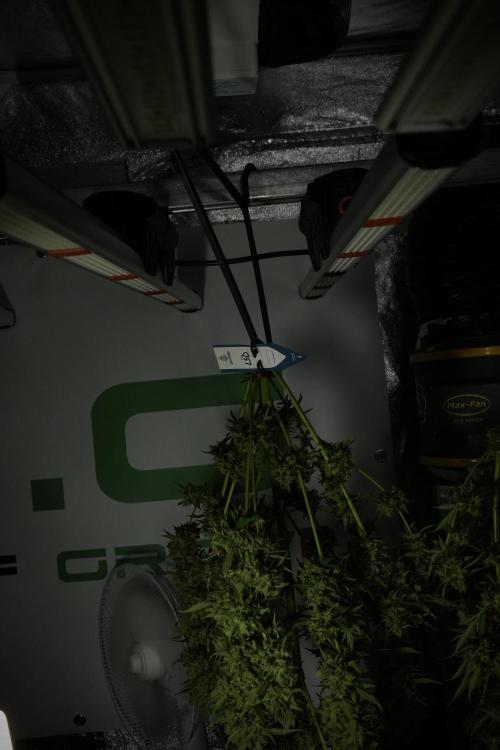 LSD Zamnesia Trippping. Week 14 - LSD the other one 