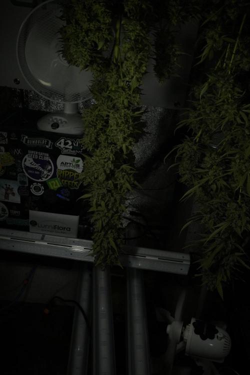 LSD Zamnesia Trippping. Week 14 - LSD the other one 