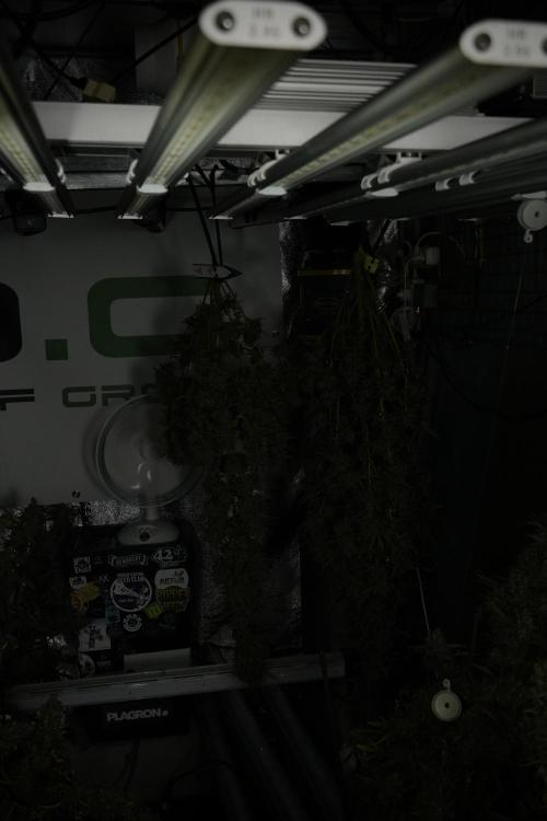 LSD Zamnesia Trippping. Week 14 - LSD the other one 
