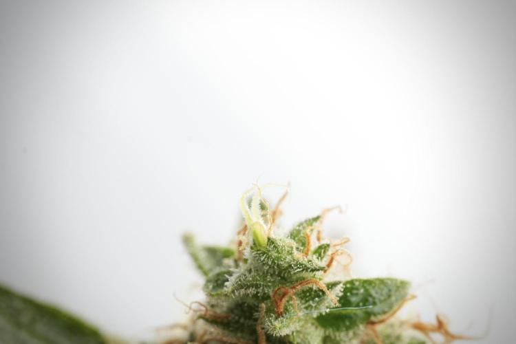 LSD Zamnesia Trippping. Week 14 - LSD and macro photography 