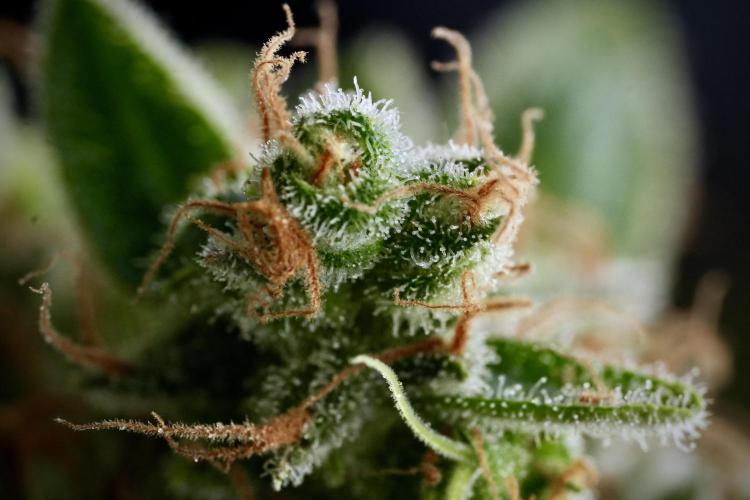 LSD Zamnesia Trippping. Week 14 - LSD and macro photography 