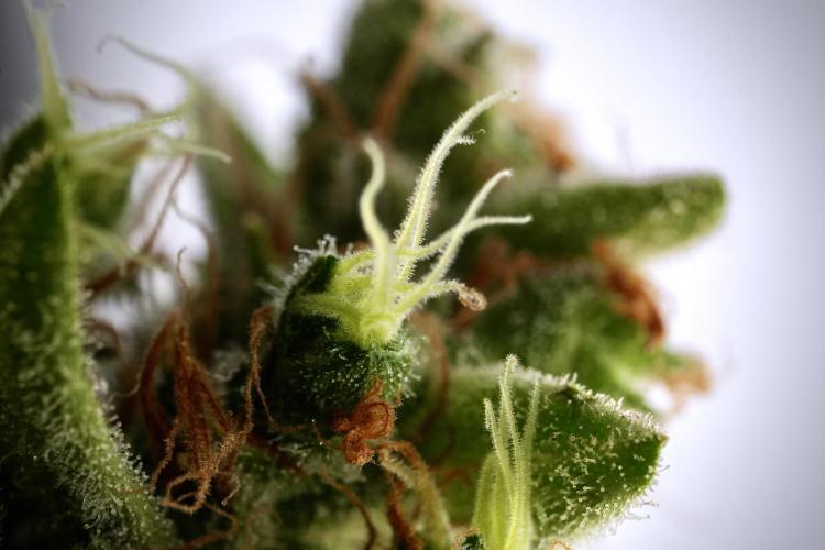 LSD Zamnesia Trippping. Week 14 - LSD and macro photography 