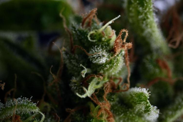 LSD Zamnesia Trippping. Week 14 - LSD and macro photography 