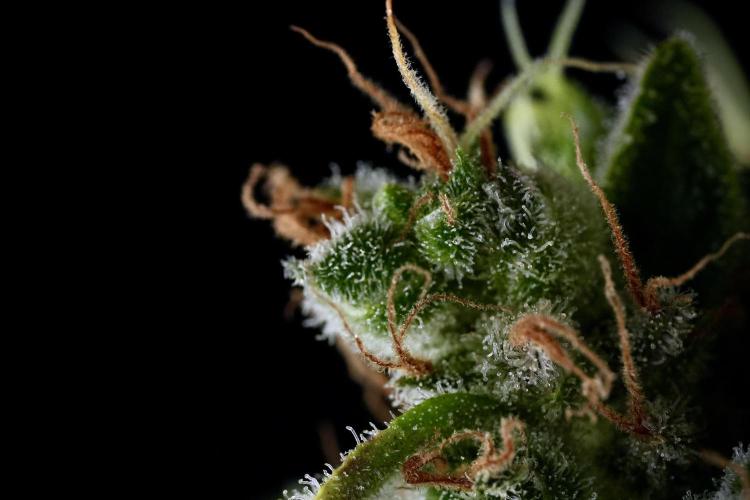 LSD Zamnesia Trippping. Week 14 - LSD and macro photography 