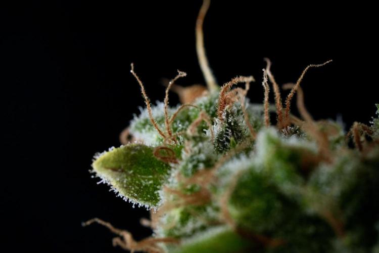 LSD Zamnesia Trippping. Week 14 - LSD and macro photography 