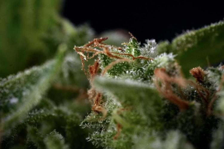 LSD Zamnesia Trippping. Week 14 - LSD and macro photography 