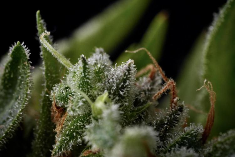 LSD Zamnesia Trippping. Week 14 - LSD and macro photography 