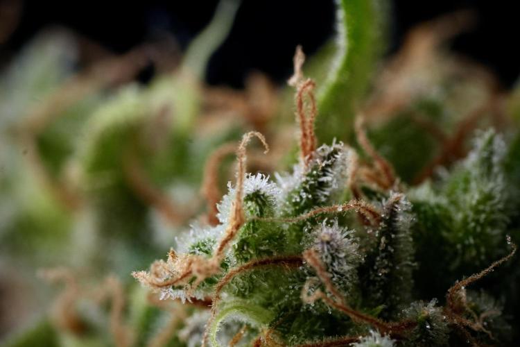LSD Zamnesia Trippping. Week 14 - LSD and macro photography 
