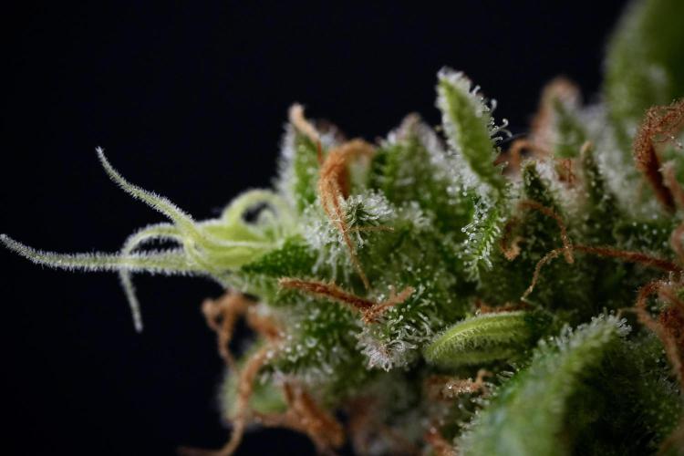 LSD Zamnesia Trippping. Week 14 - LSD and macro photography 