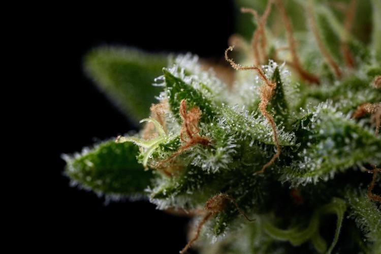 LSD Zamnesia Trippping. Week 14 - LSD and macro photography 