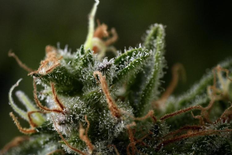 LSD Zamnesia Trippping. Week 14 - LSD and macro photography 