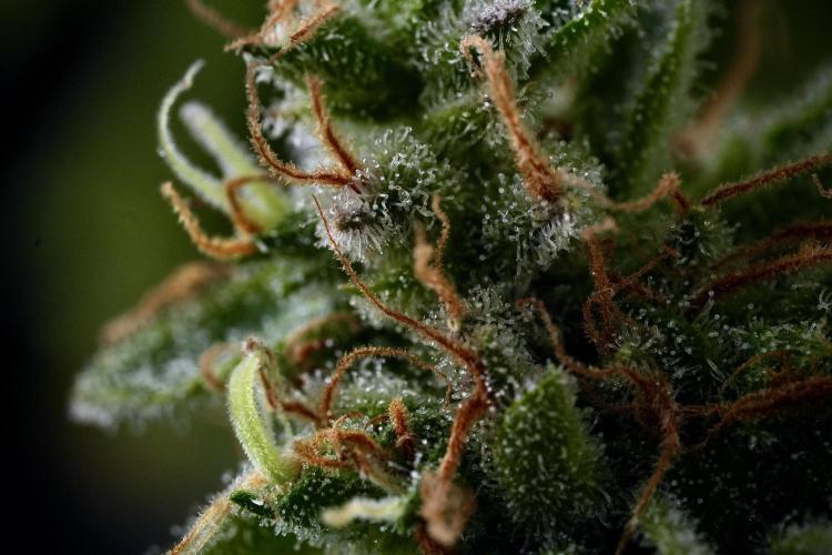 LSD Zamnesia Trippping. Week 14 - LSD and macro photography 