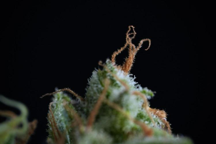 LSD Zamnesia Trippping. Week 14 - LSD and macro photography 