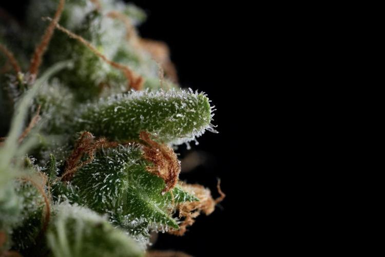 LSD Zamnesia Trippping. Week 14 - LSD and macro photography 