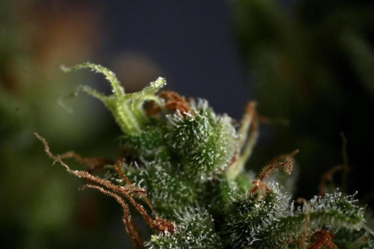 LSD Zamnesia Trippping. Week 14 - LSD and macro photography 