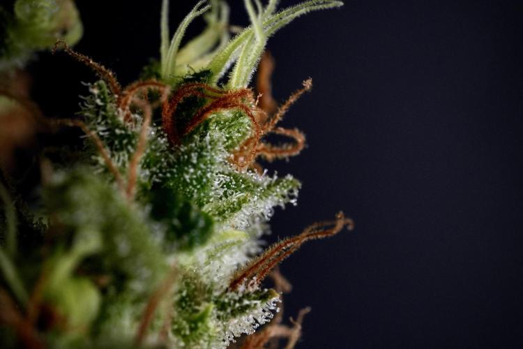 LSD Zamnesia Trippping. Week 14 - LSD and macro photography 