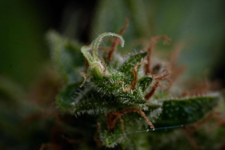 LSD Zamnesia Trippping. Week 14 - LSD and macro photography 