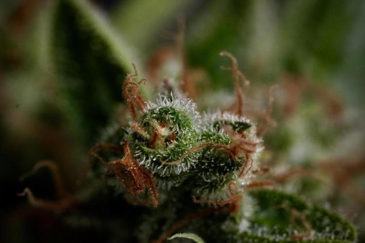 LSD Zamnesia Trippping. Week 14 - LSD and macro photography 