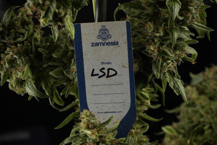 LSD Zamnesia Trippping. Week 14 - LSD the third one 
