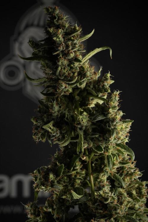 LSD Zamnesia Trippping. Week 14 - LSD the third one 