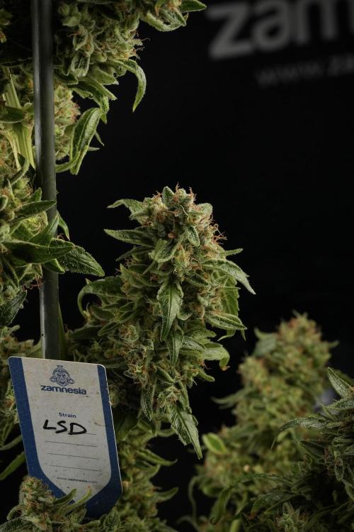 LSD Zamnesia Trippping. Week 14 - LSD the third one 