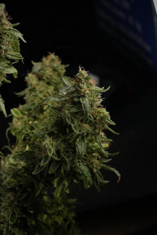 LSD Zamnesia Trippping. Week 14 - LSD the third one 