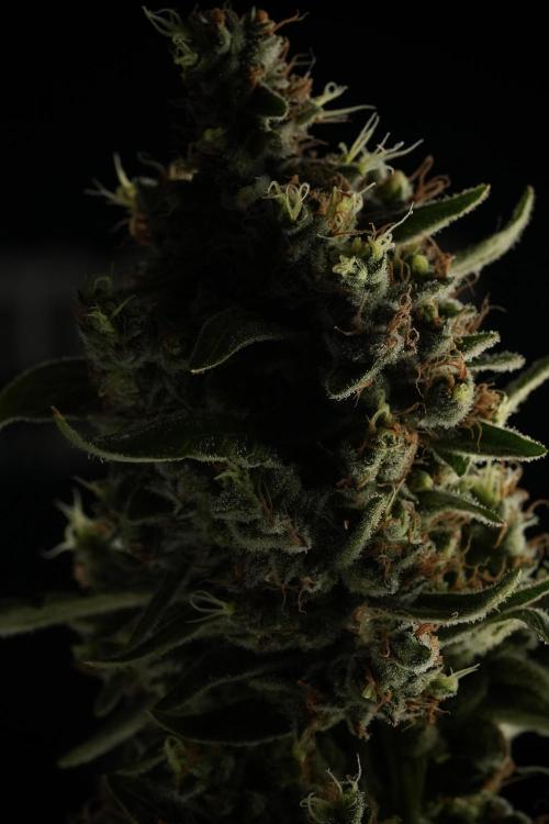 LSD Zamnesia Trippping. Week 14 - LSD the third one 