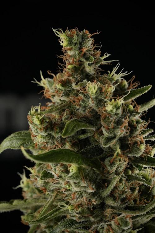 LSD Zamnesia Trippping. Week 14 - LSD the third one 