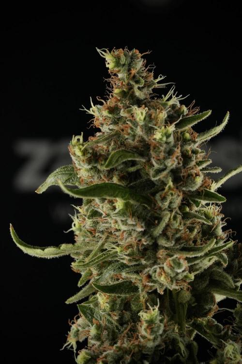 LSD Zamnesia Trippping. Week 14 - LSD the third one 