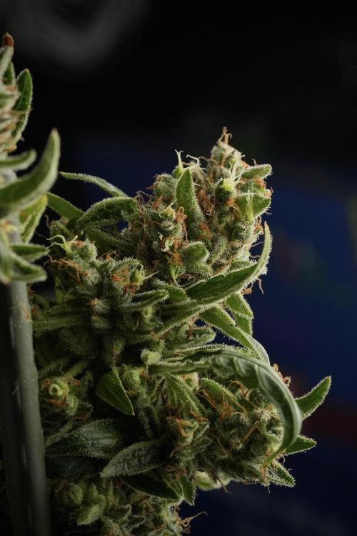 LSD Zamnesia Trippping. Week 14 - LSD the third one 