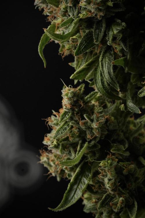 LSD Zamnesia Trippping. Week 14 - LSD the third one 