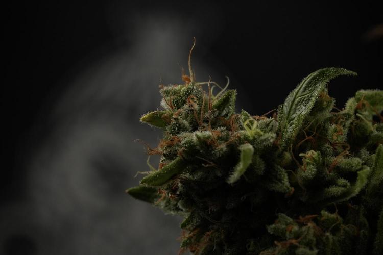 LSD Zamnesia Trippping. Week 14 - LSD the third one 