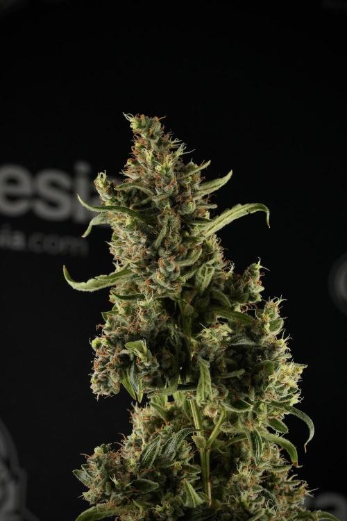 LSD Zamnesia Trippping. Week 14 - LSD the third one 