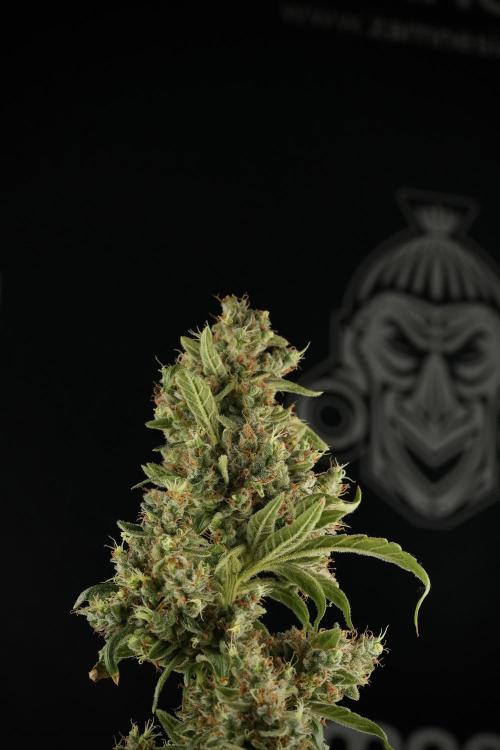 LSD Zamnesia Trippping. Week 14 - LSD the third one 