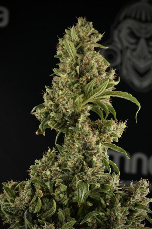 LSD Zamnesia Trippping. Week 14 - LSD the third one 