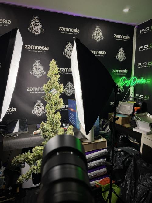LSD Zamnesia Trippping. Week 14 - studio 