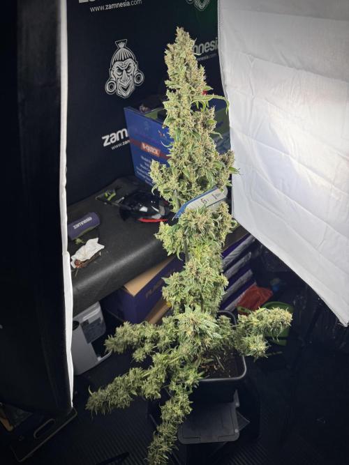 LSD Zamnesia Trippping. Week 14 - studio 