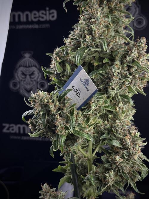 LSD Zamnesia Trippping. Week 14 - studio 