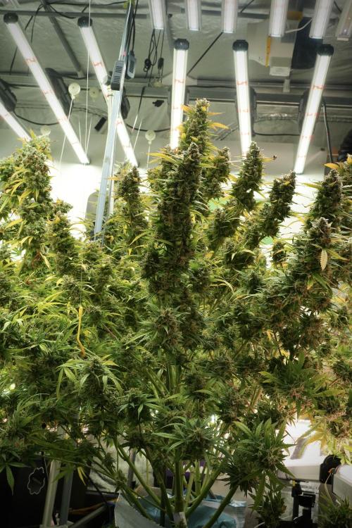 Lemon Cherry Gelato YumYum. Week 14 - Lemon Cherry Gelato no veg 12-12 from seed 
