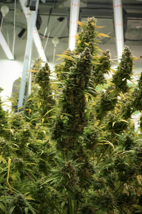 Lemon Cherry Gelato YumYum. Week 14 - Lemon Cherry Gelato no veg 12-12 from seed 