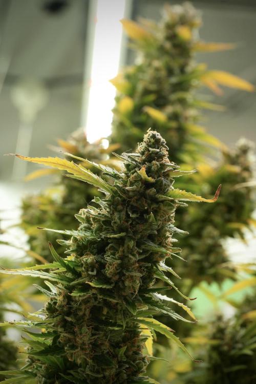 Lemon Cherry Gelato YumYum. Week 14 - Lemon Cherry Gelato no veg 12-12 from seed 