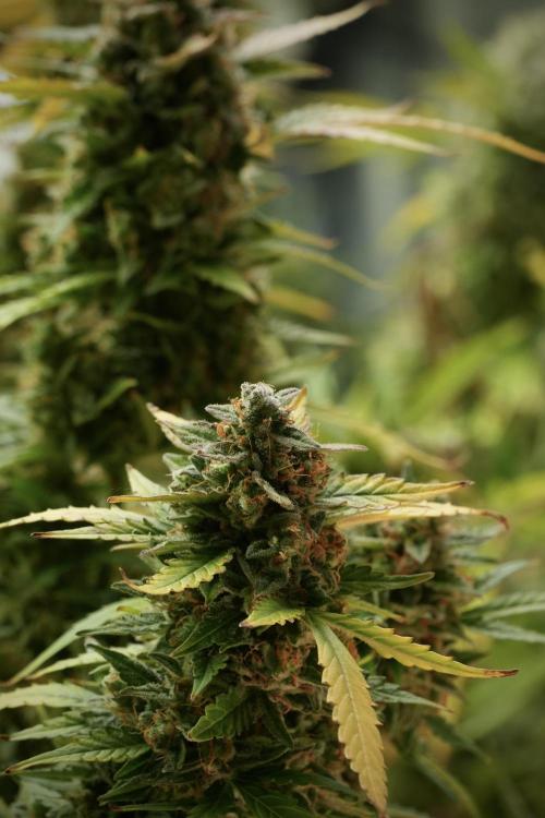 Lemon Cherry Gelato YumYum. Week 14 - Lemon Cherry Gelato no veg 12-12 from seed 