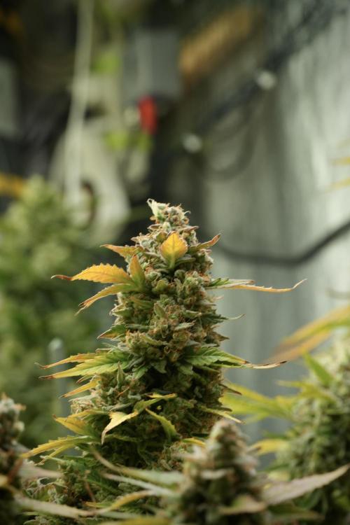 Lemon Cherry Gelato YumYum. Week 14 - Lemon Cherry Gelato no veg 12-12 from seed 