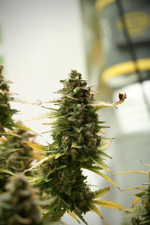 Lemon Cherry Gelato YumYum. Week 14 - Lemon Cherry Gelato no veg 12-12 from seed 
