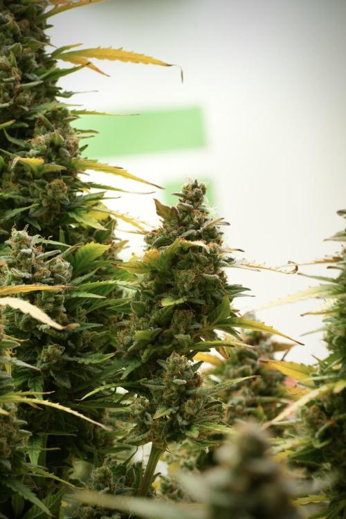 Lemon Cherry Gelato YumYum. Week 14 - Lemon Cherry Gelato no veg 12-12 from seed 