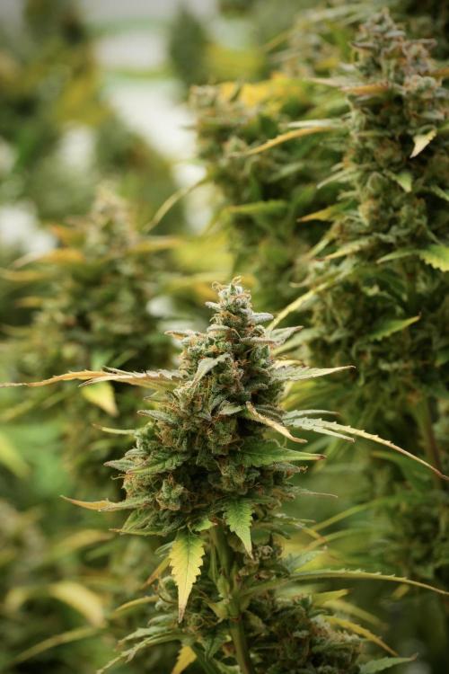 Lemon Cherry Gelato YumYum. Week 14 - Lemon Cherry Gelato no veg 12-12 from seed 