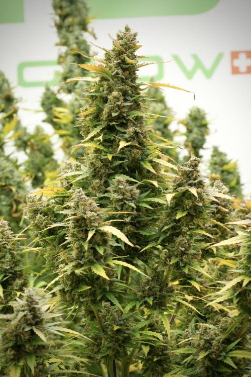 Lemon Cherry Gelato YumYum. Week 14 - Lemon Cherry Gelato no veg 12-12 from seed 